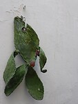 DSCN3155