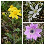 De eerste voorjaarsbloemen…..