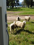 Bedelschapen…..bij de camperdeur….