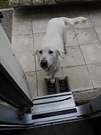 Bedelhond…..lieverd!