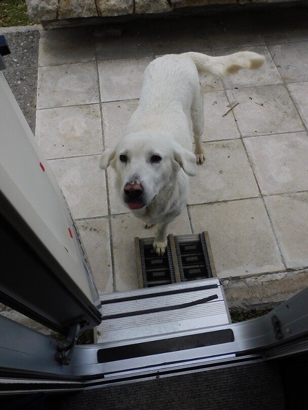 Bedelhond…..lieverd!