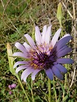 RSCN4634