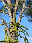Een pijnboom en een cactus zijn vrienden…..
