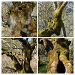 Natuurlijke sculpturen….
