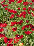 Bermen vol klaprozen……een explosie van rood….