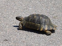 Ook een reiziger…..