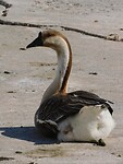 Gans bij de zee….