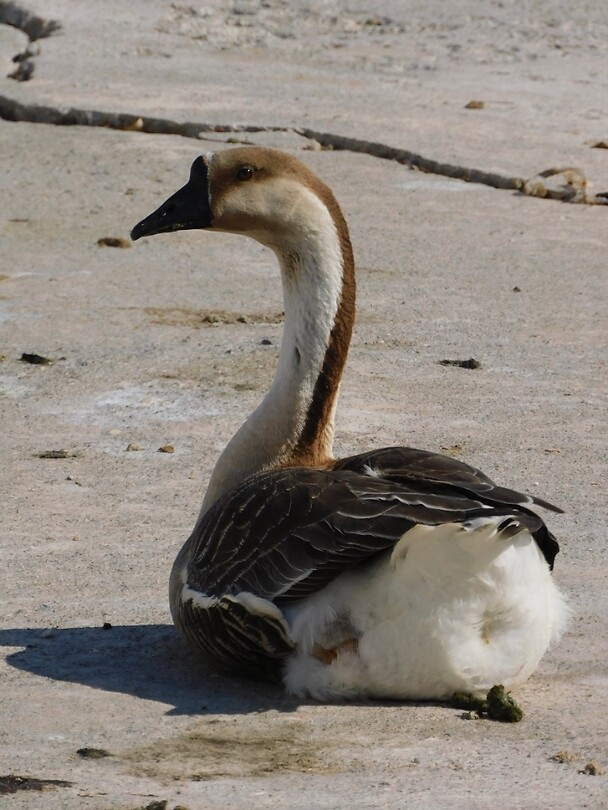 Gans bij de zee….