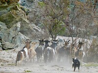 Het ondeugende puppy…..jaagt de geiten op….