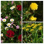 ……bloementuin….