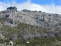 Kastanologos…..