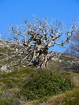 DSCN6270