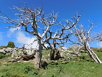 DSCN6294