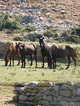 Groep wilde paarden…..