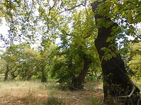 Het Platanenbos bij Loutros….…..