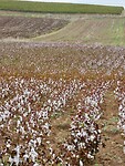 Katoenvelden….80% van de katoen in de EU komt uit Griekenland.