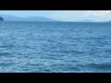 Orca's in Canada