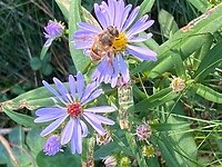 Herfst asters in het wild