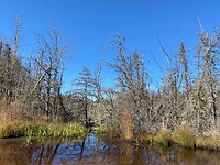 Swamp