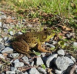 Frog