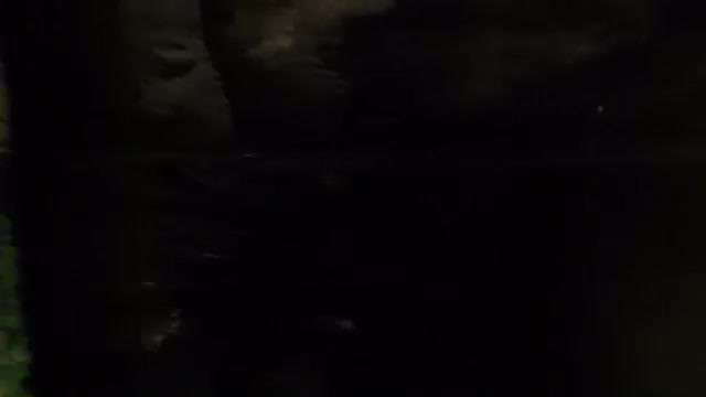 Platypus