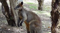 Kangaroo1