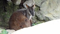 Kangaroo2