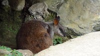 Kangaroo3