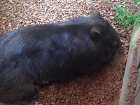 Wombat