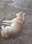 Dingo