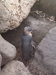 penguins 1