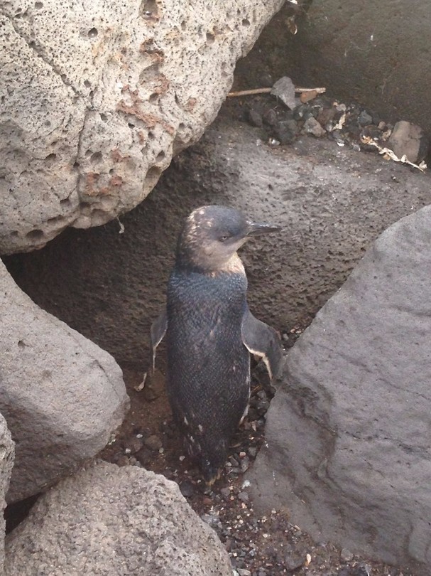 penguins 1