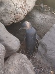 penguins 2
