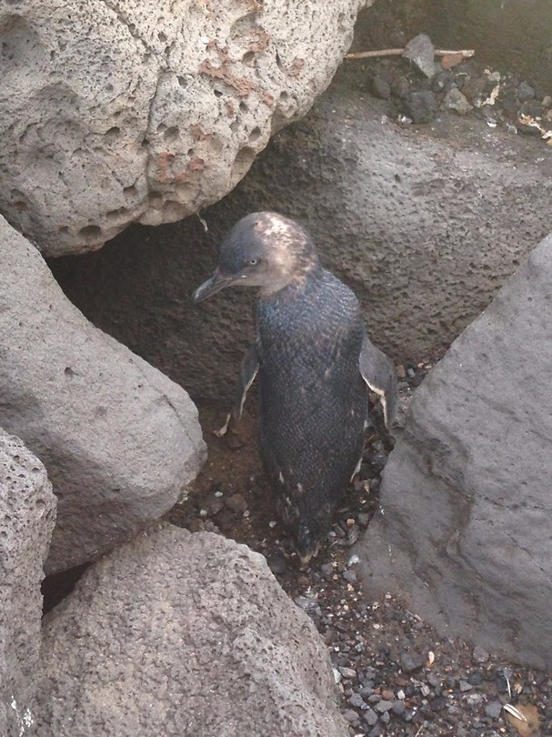 penguins 2
