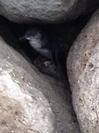 penguins 3