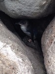 penguins 4