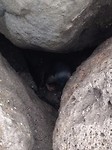 penguins 5