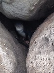 penguins 6