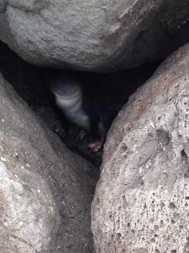 penguins 6