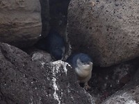 penguins 9