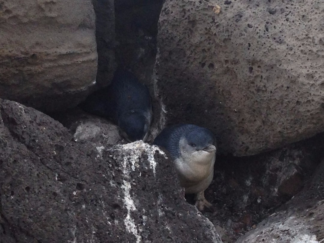 penguins 9