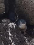 penguins 10
