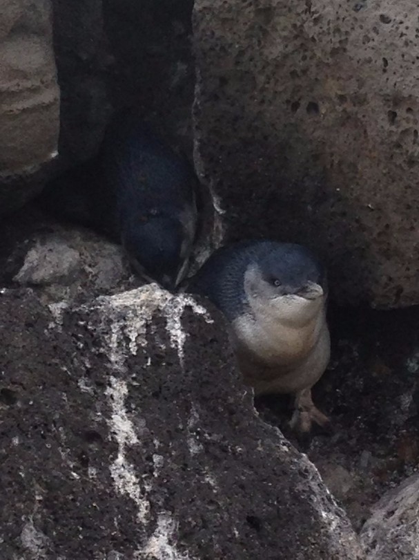 penguins 10