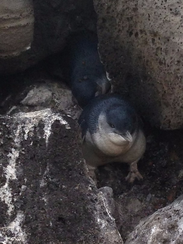 penguins11