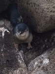 penguins12