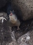 penguins 13