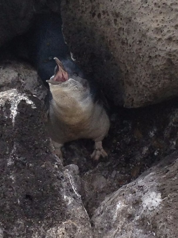 penguins 13