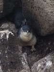 penguins 14