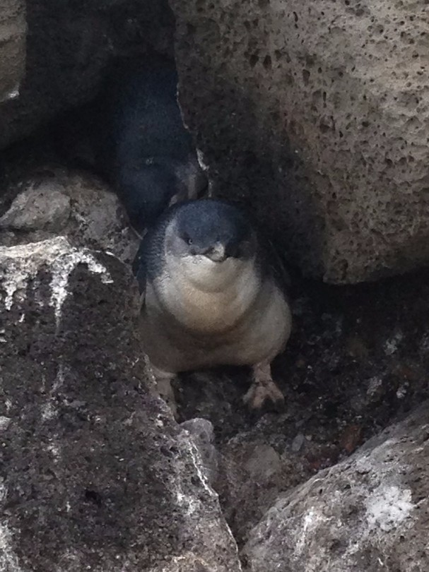 penguins 14