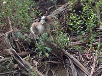 koala 2